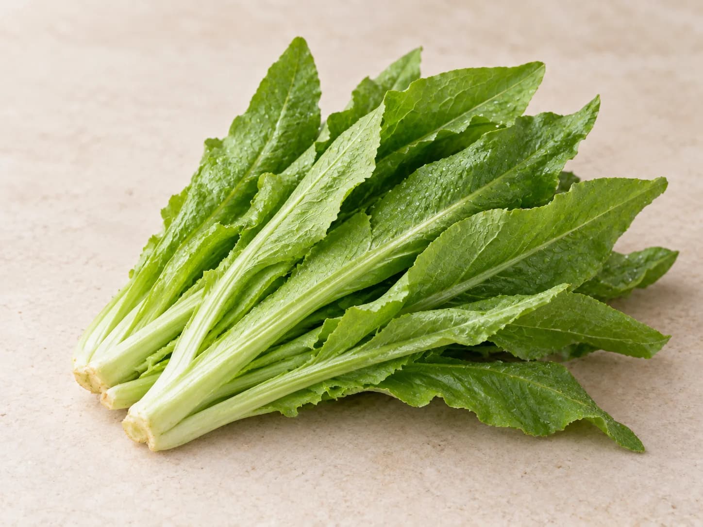 油麦菜图片
